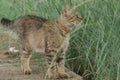 Gray cat standing looking at something Royalty Free Stock Photo