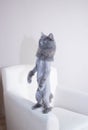 Gray cat stands on its hind legs. A pet. The cat is worth it Royalty Free Stock Photo