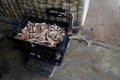 A gray cat steals fish from boxes of freshly caught red mullet standing on scales Royalty Free Stock Photo