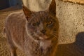 Gray cat on street, basking in the sun. The concept of protecting stray animals