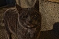 Gray cat on the street, basking in the sun.