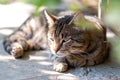 A gray cat on the street lies on asphalt under a bush and watches passers-by.