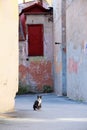 Gray cat on the street Royalty Free Stock Photo