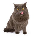 Gray cat with tongue out isolated on white