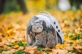 Gray cat in a transparent backpack carrying in autumn park in yellow leaves. Traveling with pets concept. Animal care