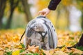 Gray cat in a transparent backpack carrying in autumn park in yellow leaves. Traveling with pets concept. Animal care