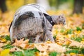 Gray cat in a transparent backpack carrying in autumn park in yellow leaves. Traveling with pets concept. Animal care