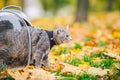 Gray cat in a transparent backpack carrying in autumn park in yellow leaves. Traveling with pets concept. Animal care Royalty Free Stock Photo