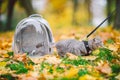 Gray cat in a transparent backpack carrying in autumn park in yellow leaves. Traveling with pets concept. Animal care