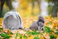 Gray cat in a transparent backpack carrying in autumn park in yellow leaves. Traveling with pets concept. Animal care