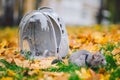 Gray cat in a transparent backpack carrying in autumn park in yellow leaves. Traveling with pets concept. Animal care