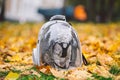 Gray cat in a transparent backpack carrying in autumn park in yellow leaves. Traveling with pets concept. Animal care