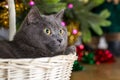 Gray cat under a Christmas tree Royalty Free Stock Photo