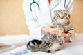 Cute cat at veterinary having medical treatment