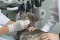 gray cat at the veterinarian& x27;s appointment. veterinarian in white medical gloves examines the ears of the cat. Royalty Free Stock Photo