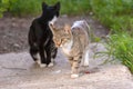 A gray cat is walking along a concrete slab and a second black cat is sitting behind its head. Royalty Free Stock Photo