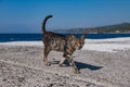 Gray cat walking along the pier against the background of the sea in Greece