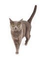 Gray Cat Walking Royalty Free Stock Photo