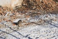 A gray cat walking among the fragments of bricks on the site of