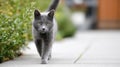 Gray Cat Walking On A Garden Path. Feline Exploring Outdoors With Focus And Curiosity Royalty Free Stock Photo