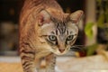 Gray cat walking and looking forward Royalty Free Stock Photo