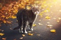 A gray cat walks on a sunny autumn day along the road among the fallen dry leaves Royalty Free Stock Photo