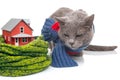 gray cat with a warm scarf next to a house model insulated with a knitted scarf on a white background. The concept of warming and Royalty Free Stock Photo