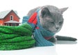 gray cat with a warm scarf next to a house model insulated with a knitted scarf on a white background. The concept of warming and Royalty Free Stock Photo