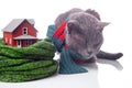 gray cat with a warm scarf next to a house model insulated with a knitted scarf on a white background. The concept of warming and Royalty Free Stock Photo