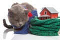 gray cat with a warm scarf next to a house model insulated with a knitted scarf on a white background. The concept of warming and Royalty Free Stock Photo
