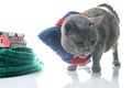 gray cat with a warm scarf next to a house model insulated with a knitted scarf on a white background. The concept of warming and Royalty Free Stock Photo