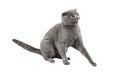 The gray cat was very frightened and wary. Isolate on the white background of a Scottish cat