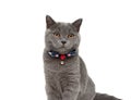 Gray cat wearing a collar with bow and jingle isolated on a whit Royalty Free Stock Photo