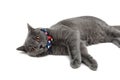 gray cat wearing a collar with bow and jingle on a white background Royalty Free Stock Photo