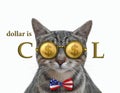 Cat gray in cool dollar glasses 3