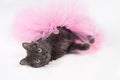 Gray Cat Wearing a Pink Tutu