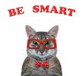 Cat gray wears glasses and bow tie Royalty Free Stock Photo