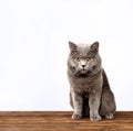 Gray cat on a white background, scottish straight cat look in camera