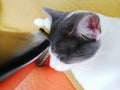 Resting Grey And White Cat Royalty Free Stock Photo