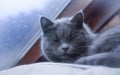 gray cat in the window with raindrops Royalty Free Stock Photo