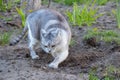 Gray cat in the yard on the grass eats grass in spring Royalty Free Stock Photo