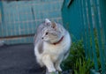 Gray cat in the yard on the grass eats grass in spring Royalty Free Stock Photo