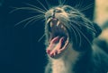 Gray cat yawning and color vintage picture background Royalty Free Stock Photo