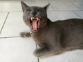 Gray cat yawns Royalty Free Stock Photo
