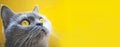 Gray cat on a yellow background with yellow eyes close-up