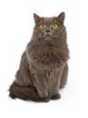 Gray cat with yellow eyes isolated on white Royalty Free Stock Photo