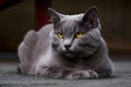 Gray cat with yellow eyes in a serene pose exudes tranquility and captivates with soft features