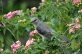 Gray Catbird Royalty Free Stock Photo