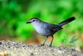 Gray Catbird Royalty Free Stock Photo