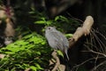 Gray Catbird Royalty Free Stock Photo